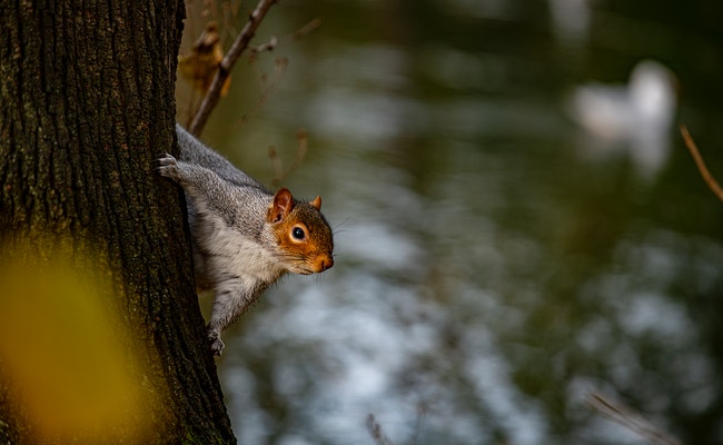 Can Squirrels Swim