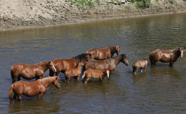 Can Horses Swim