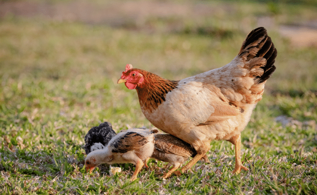 Can Chickens Swim