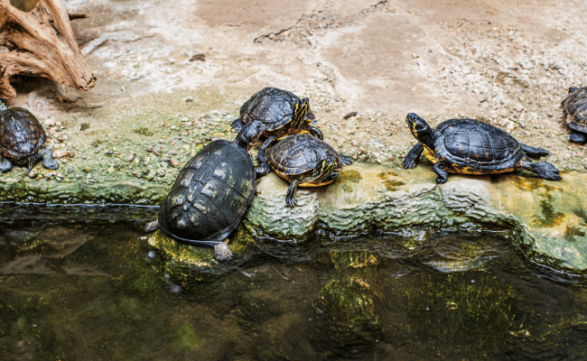 Can Tortoises Swim