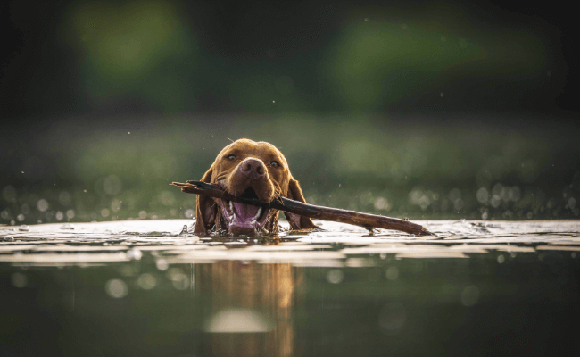 Can Dogs Swim