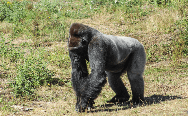 Can Gorillas Swim? | How Fast Can Gorillas Swim?