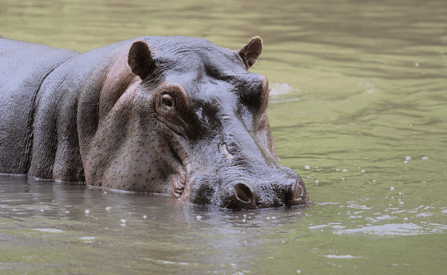 Can Hippos Swim