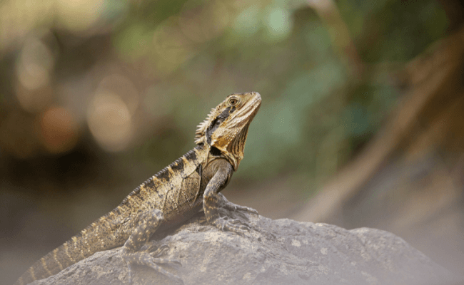 Can Bearded Dragons Swim