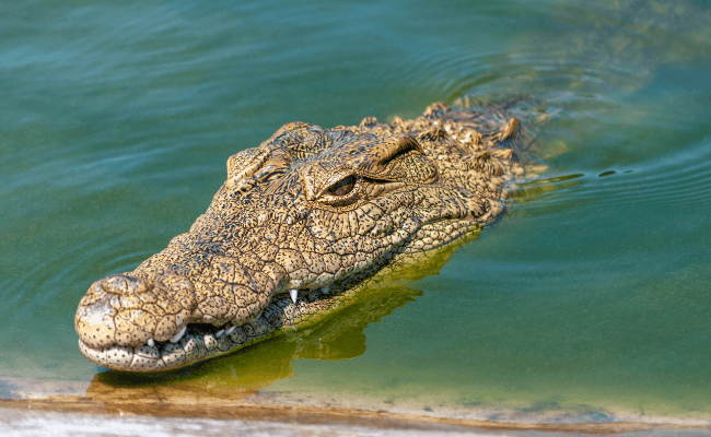 Can Alligators Swim