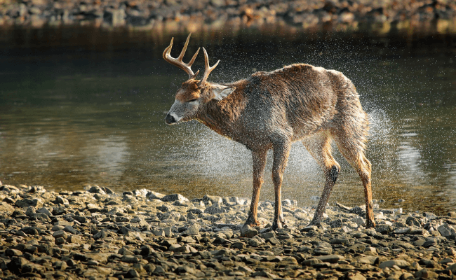 Can Deer Swim