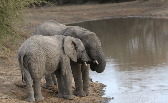 Can Elephants Swim