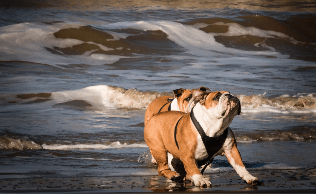 Can Bulldogs Swim