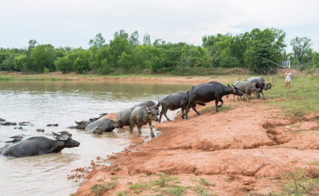 Can Cows Swim