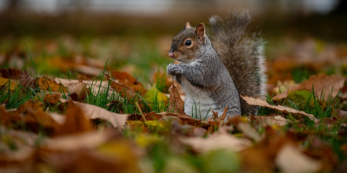 Can Squirrels Swim