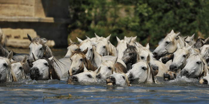 Can Horses Swim