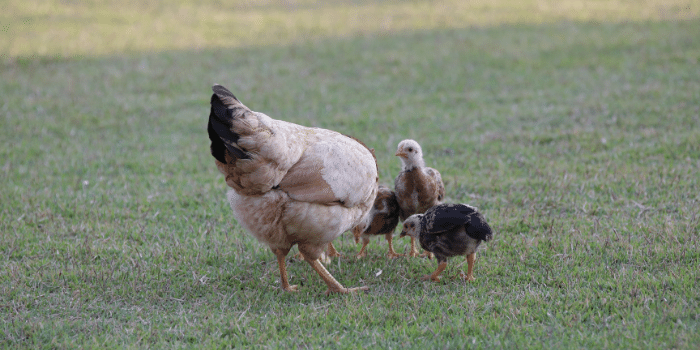 Can Chickens Swim