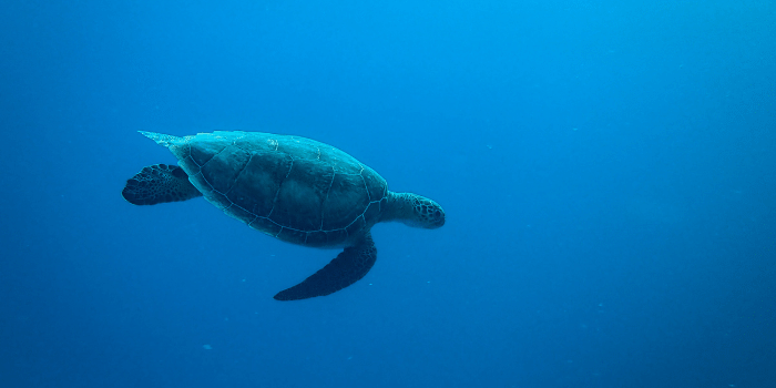 Can Tortoises Swim