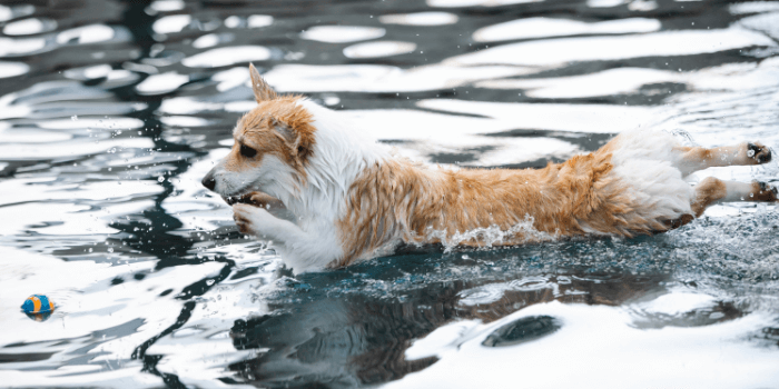 Can Dogs Swim