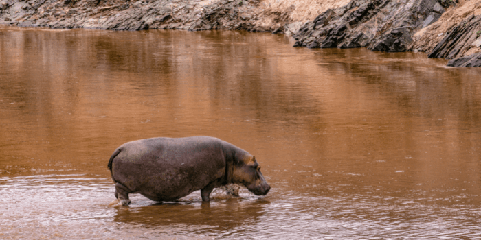 Can Hippos Swim