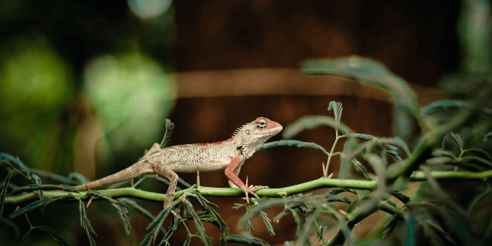 Can Bearded Dragons Swim