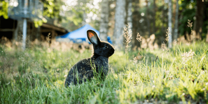 Can Rabbits Swim