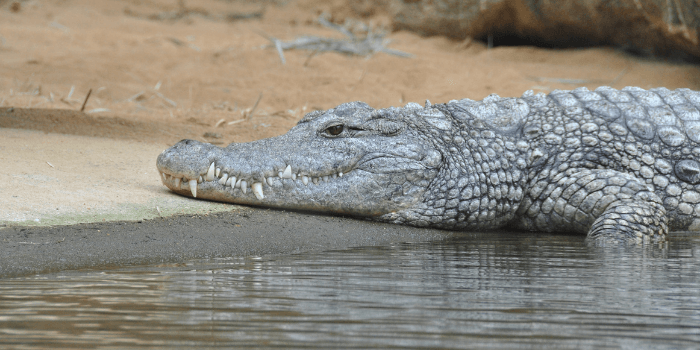 Can Alligators Swim