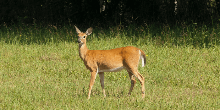 Can Deer Swim