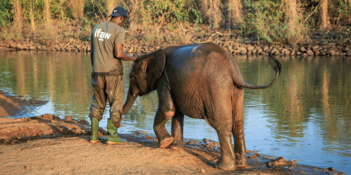 Can Elephants Swim