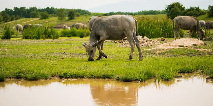 Can Cows Swim