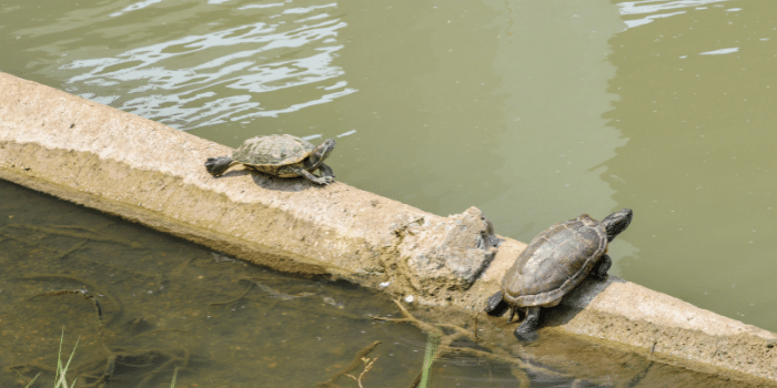 Can Tortoises Swim