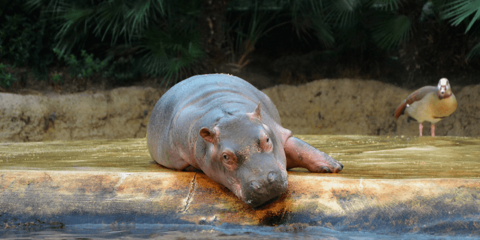 Can Hippos Swim