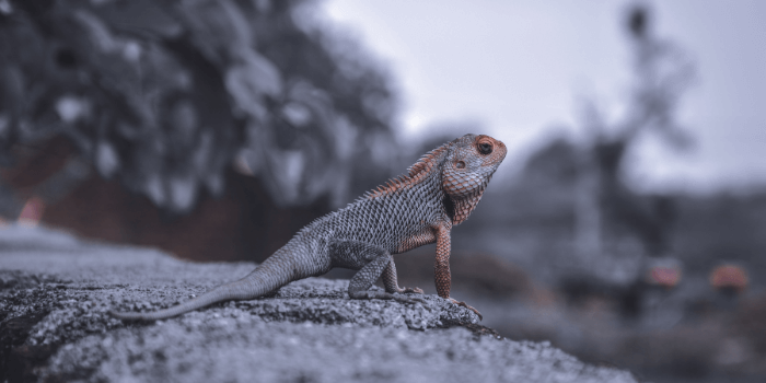 Can Bearded Dragons Swim