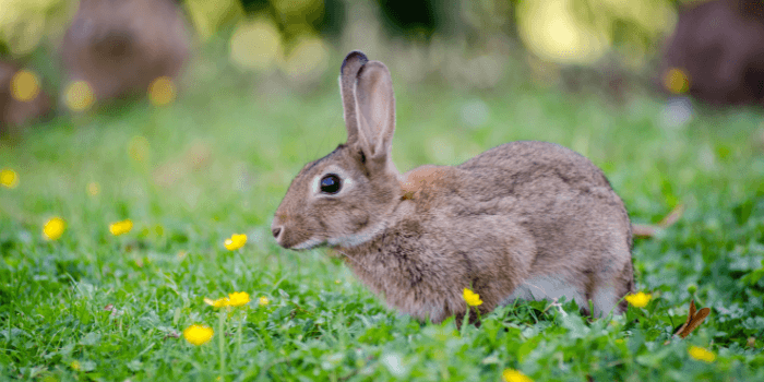 Can Rabbits Swim