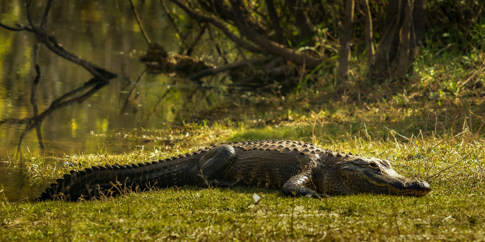 How Fast Can Alligators Swim? | Facts About Alligators