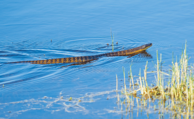 Can Snakes Swim