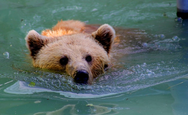 Can Bears Swim