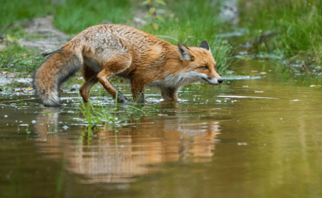 Can foxes swim
