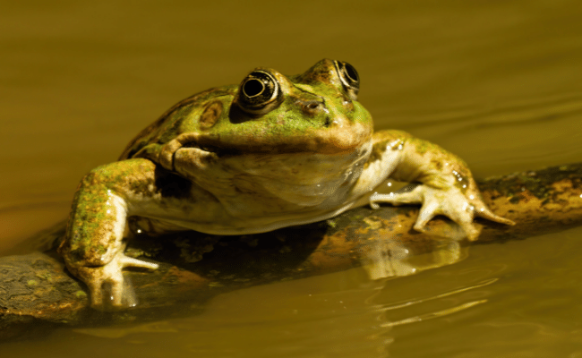 Can Frogs Swim