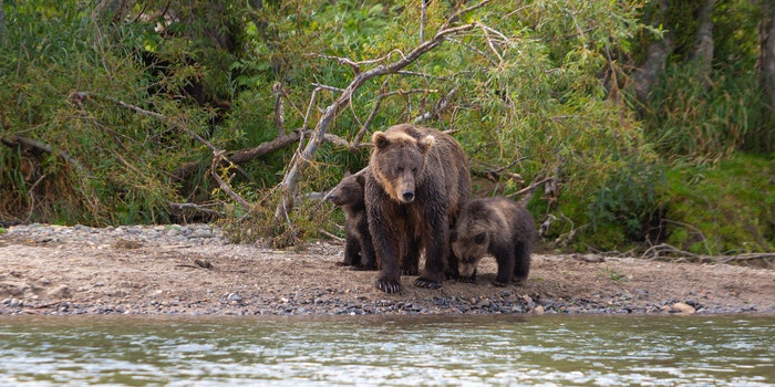 Can Bears Swim