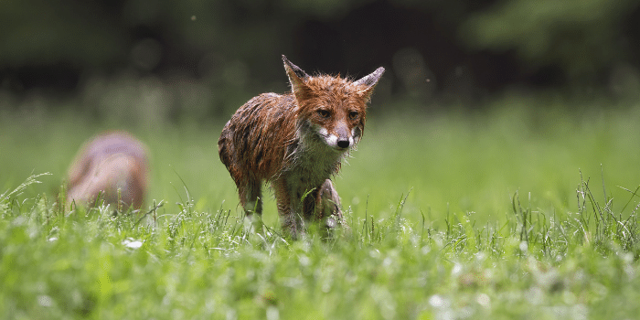 Can foxes swim