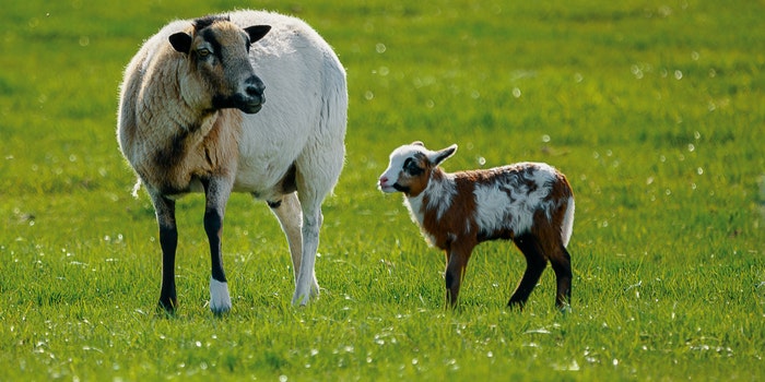 Can Goats Swim