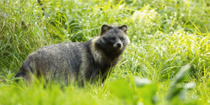 Can Raccoons Swim