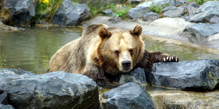 Can Bears Swim