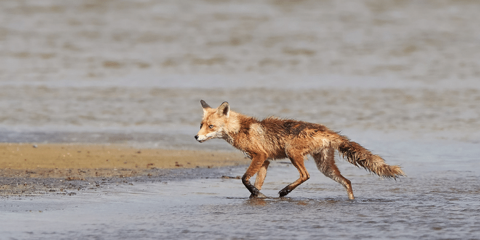 Can foxes swim
