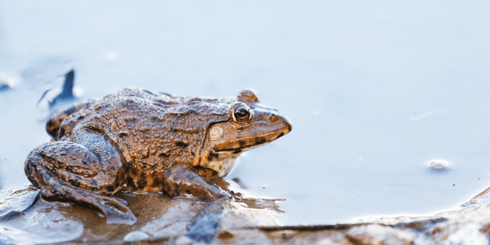 Can Frogs Swim